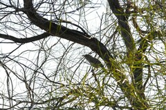 Colluricincla harmonica