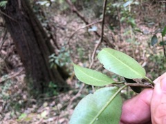 Loeseneriella barbata
