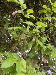 Coccoloba barbadensis