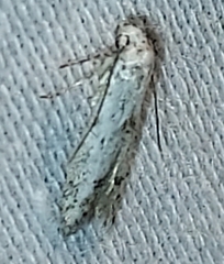 Pigritia