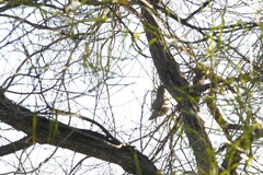 Colluricincla harmonica