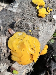 Dacrymycetaceae