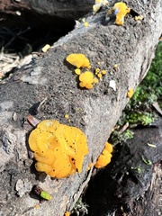 Dacrymycetaceae