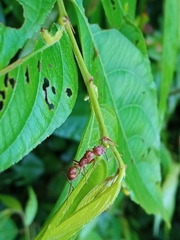 Ectatomma tuberculatum