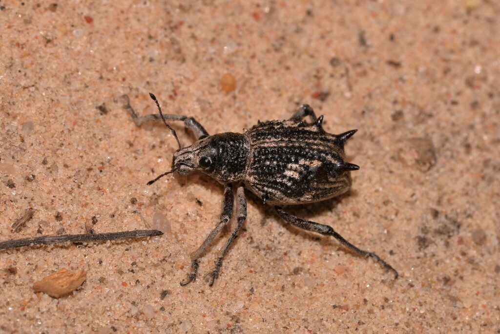 Catasarcus carbo