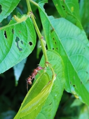 Ectatomma tuberculatum