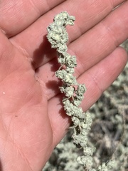 Atriplex polycarpa