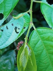 Ectatomma tuberculatum