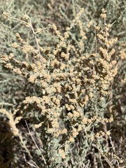 Atriplex polycarpa