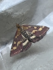 Pyrausta purpuralis