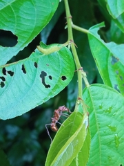 Ectatomma tuberculatum