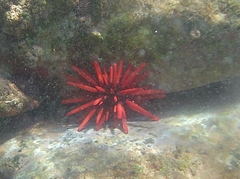 Heterocentrotus mamillatus