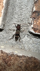 Xylotrechus colonus