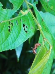 Ectatomma tuberculatum