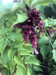 Leycesteria formosa