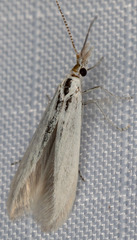 Coleophora