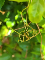 Eumorpha pandorus