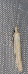 Coleophora