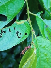 Ectatomma tuberculatum