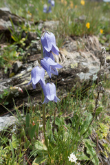 Campanula barbata