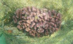 Pocillopora