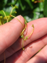 Eumorpha pandorus