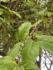 Coccoloba barbadensis