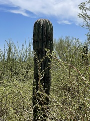 Pachycereus pringlei