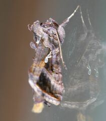 Autographa precationis