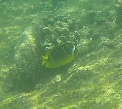 Chaetodon lunula