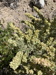 Atriplex canescens
