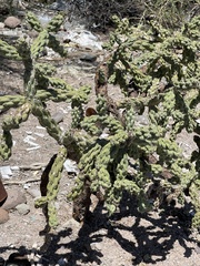 Cylindropuntia cholla
