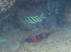 Parupeneus multifasciatus