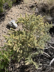 Atriplex canescens