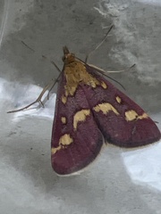 Pyrausta purpuralis