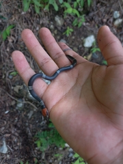 Pseudoleptodeira latifasciata