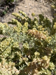 Atriplex canescens