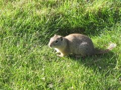 Urocitellus beldingi