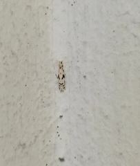 Lepidoptera