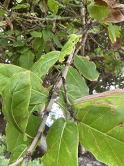 Coccoloba barbadensis