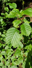 Alnus alnobetula