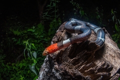 Pseudoleptodeira latifasciata