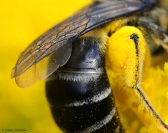 Colletes simulans armatus