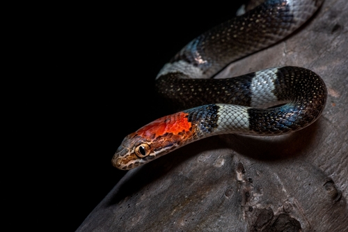 False Cat-eyed Snake