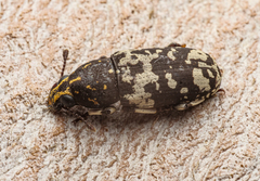 Basitropis relicta