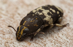 Basitropis relicta