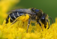 Colletes simulans armatus