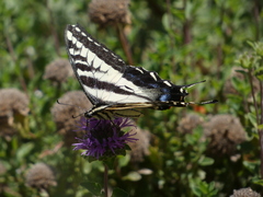 Papilio eurymedon