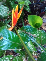 Heliconia