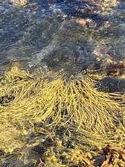 Ascophyllum nodosum